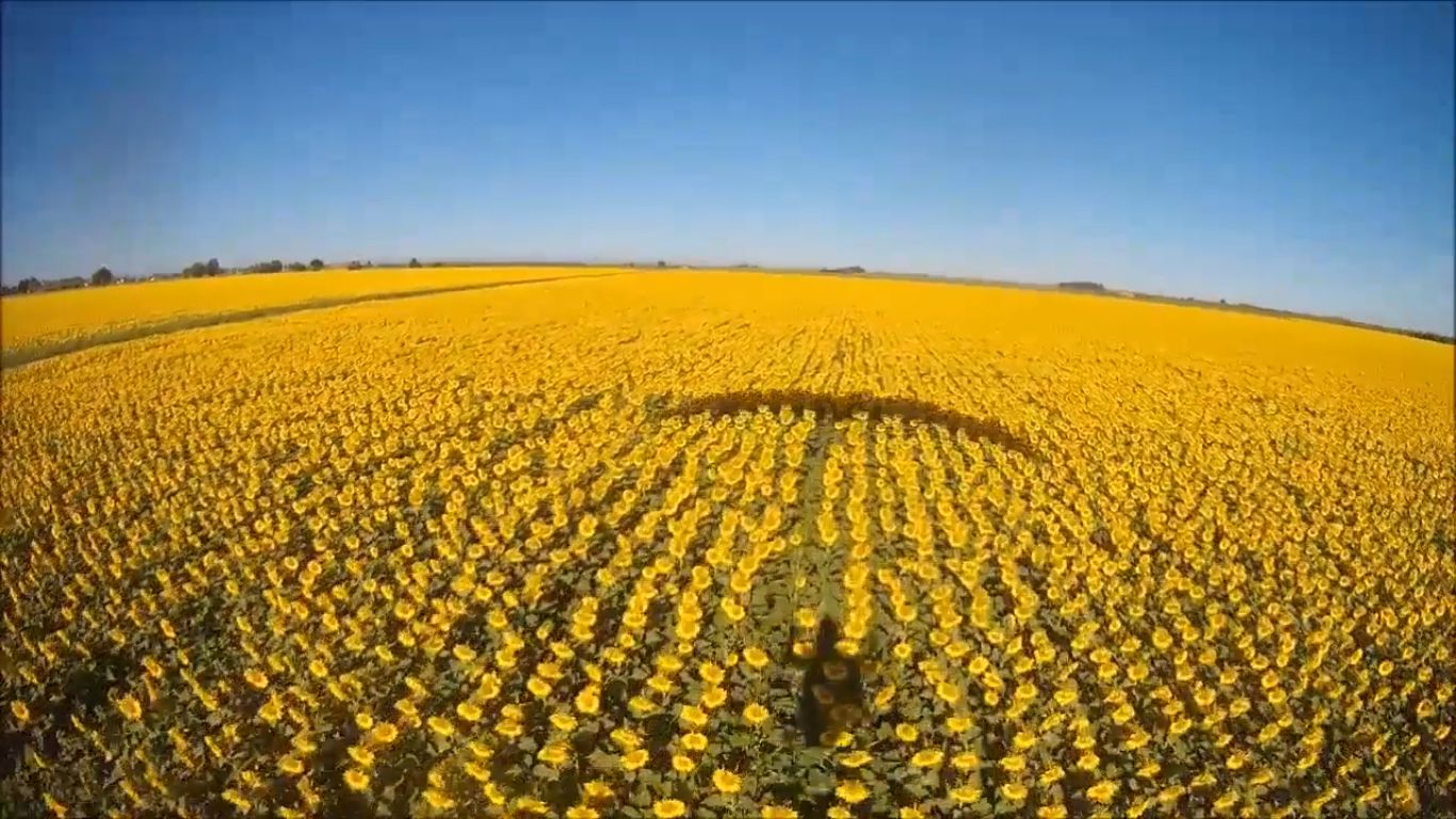 Commacchio girasoli